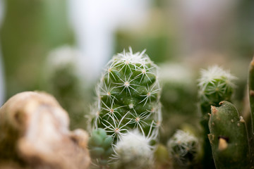 Wild cactus macro background fifty megapixels printables art