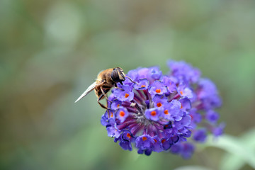 Gemeine Feldschwebfliege Eupeodes corollae