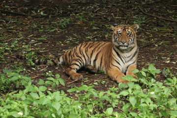 A beautiful tiger sitting in peace