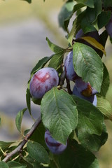 juicy plums - waiting to be harvested © Sabine