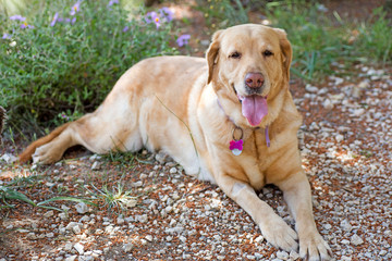 Labrador female dog sweet macro portrait fifty megapixels