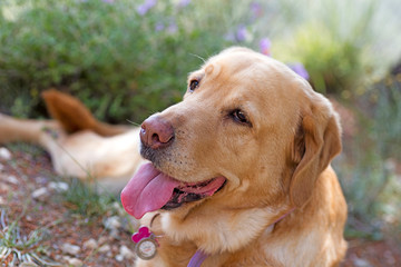 Labrador female dog sweet macro portrait fifty megapixels