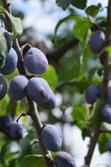 juicy plums - waiting to be harvested