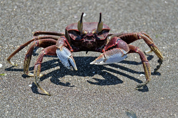 Crabe au bord de l'océan Indien