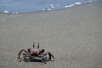 Crabe au bord de l'océan Indien