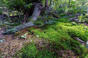 Moss in the Pilis mountains, Hungary.