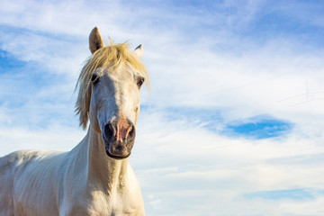 White horse on a background of blue sky.
