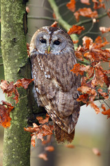 The tawny owl or brown owl (Strix aluco) sitting on a branch in the forest. Owl with colorfull background.
