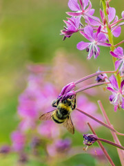 Wallpaper bee on a violet flower, green and violet background.