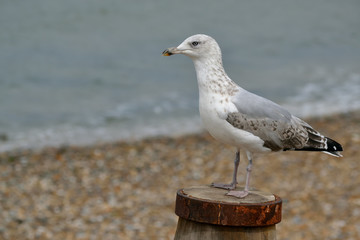 Oiseau marin