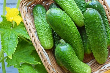 Fresh cucumbers in a wicker basket on a wooden background.