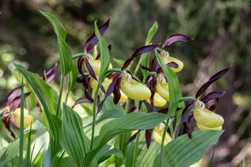 View of Yellow lady's slipper orchids (Cypripedium) in the forest in the Swiss Alps