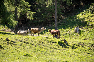 Naklejka premium View from a cow herd in the swiss alps with meadows and mountains in spring at sunshine