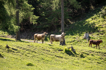 Naklejka na ściany i meble View from a cow herd in the swiss alps with meadows and mountains in spring at sunshine