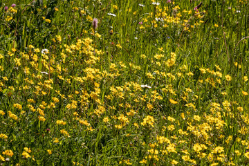 View of wild yellow flowers in a meadow in the swiss alps