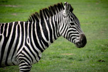 Fototapeta na wymiar Tanzanian zebra in profile on lush green grass