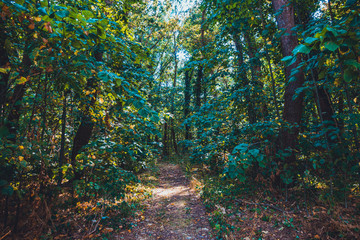 path in a rural forest at usedom
