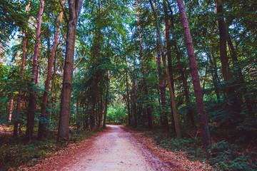 path in a rural forest at usedom