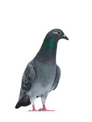 Young grey Racing Pigeon standing facing front, looking side ways with orange / brown eye. Neck with pearl green and purple. Isolated on white background.