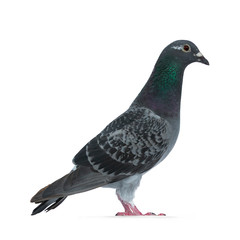 Young grey Racing Pigeon standing side ways, looking straight ahead with orange / brown eye. Neck with pearl green and purple. Isolated on white background.