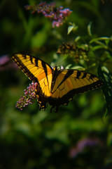 Eastern Tiger Swallowtail Butterfly with spread wings, feeding on a Butterfly Bush 