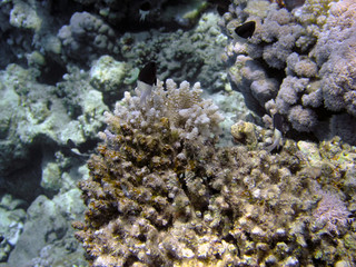 Bicolor Pullers (Centruroides bicolor) in the Red Sea, Egypt