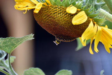 Bombus pratorum Wiesenhummel