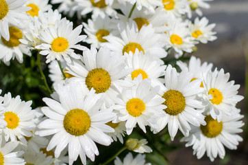 Large white daisies in the garden