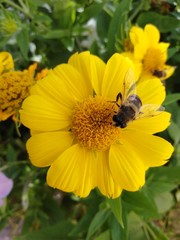 bee on yellow flower