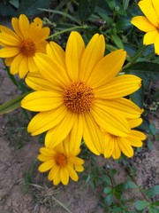 yellow flowers in garden