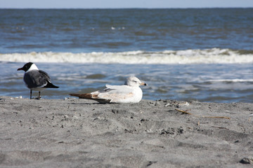 seagulls on the beach