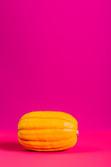 Side view of delicata squash on two tone pink background