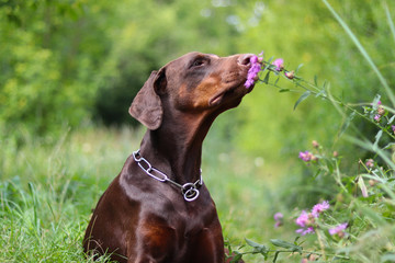 Doberman and flower 