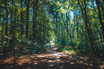 path in a rural forest at usedom