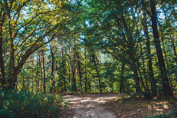 path in a rural forest at usedom