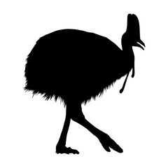 Cassowary (Casuarius) is a large species of flightless bird, Silhouette Style, Found in the forests of Papua New Guinea, North And Eastern Australia