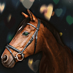 horse
