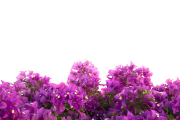 Bougainvilleas isolated on white background. Paper flower .