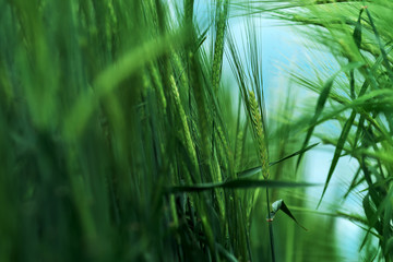 Fototapeta premium Barley (Hordeum vulgare) cereal crop