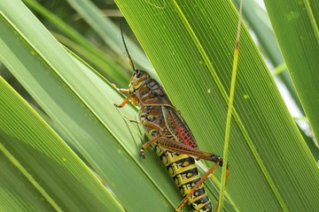 Tropical grasshopper on palm tree leaves in Florida nature