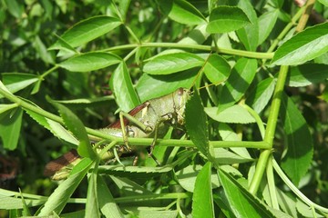 Tropical grasshopper on leaves background in Florida nature, closeup