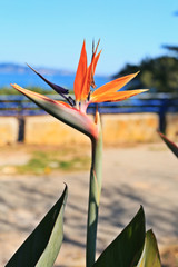 Obraz premium Bird of paradise plant