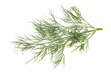 Fresh green dill herb branch
