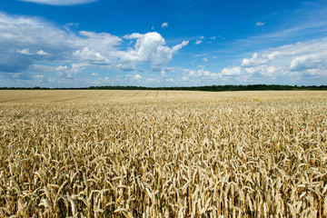 golden wheat field and sunny day