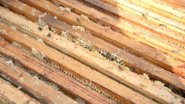 hive cell close-up