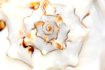 Geometric pattern on a white seashell, macro.