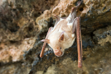 vampire bat are sleeping in the cave hanging on the ceiling period