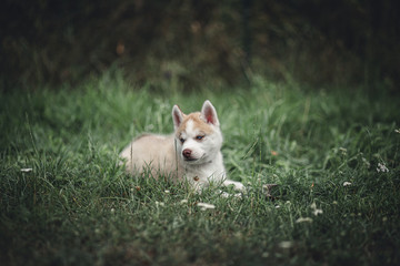 Fototapeta premium siberian husky puppy