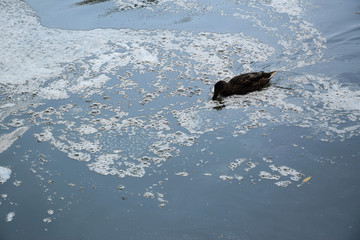 Obraz premium Feeding ducks on a pond in Europe