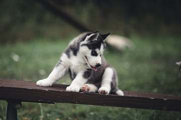 siberian husky puppy